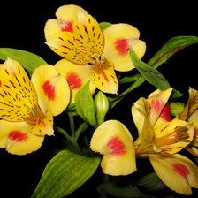 Cross stitch pattern: #928275