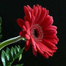 Cross stitch pattern: #928282