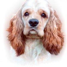Cross stitch pattern: #928451