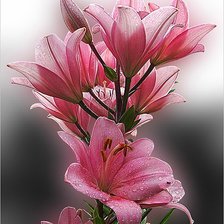 Cross stitch pattern: #929255