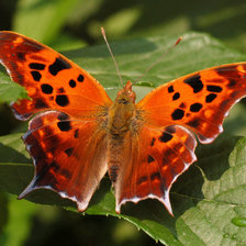 Cross stitch pattern: #929264