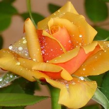 Cross stitch pattern: #929266