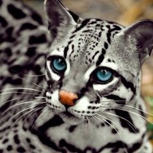 Cross stitch pattern: #932583