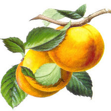 Cross stitch pattern: #932797