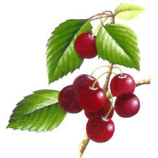 Cross stitch pattern: #932802