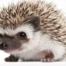 Cross stitch pattern: #933951