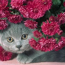 Cross stitch pattern: #934221