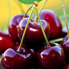 Cross stitch pattern: #934225