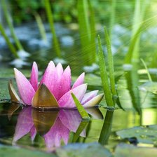 Cross stitch pattern: #935918