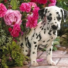 Cross stitch pattern: #938637