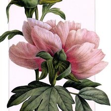 Cross stitch pattern: #939780