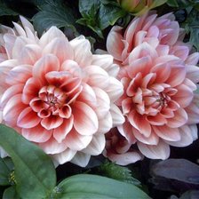 Cross stitch pattern: #940439