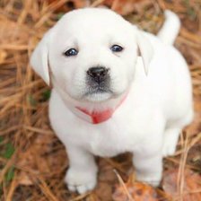 Cross stitch pattern: #946939