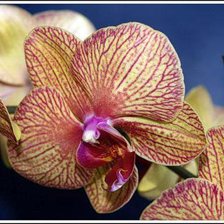 Cross stitch pattern: #949285