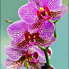 Cross stitch pattern: #949292