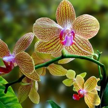 Cross stitch pattern: #949300