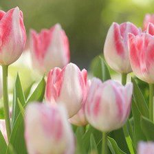 Cross stitch pattern: #951462