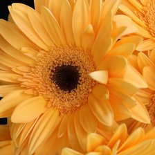 Cross stitch pattern: #951466