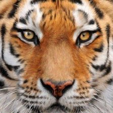 Cross stitch pattern: #951828