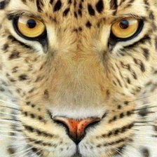 Cross stitch pattern: #951830