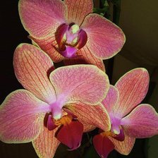 Cross stitch pattern: #952246