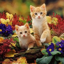 Cross stitch pattern: #954626