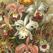 Cross stitch pattern: #956372