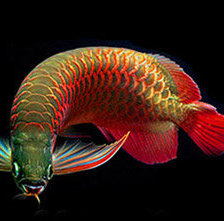 Cross stitch pattern: #957880