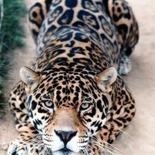 Cross stitch pattern: #963965