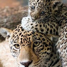 Cross stitch pattern: #963967