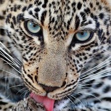 Cross stitch pattern: #963968