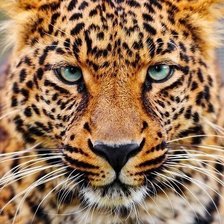 Cross stitch pattern: #963969