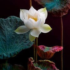 Cross stitch pattern: #967543