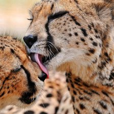 Cross stitch pattern: #971018