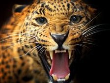 Cross stitch pattern: #971020