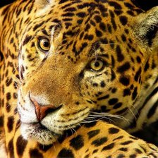 Cross stitch pattern: #971021