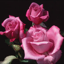 Cross stitch pattern: #971123