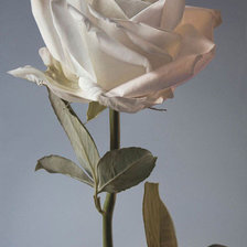 Cross stitch pattern: #971362