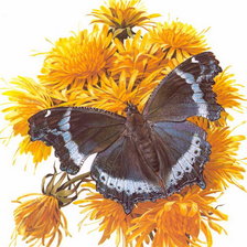 Cross stitch pattern: #978672