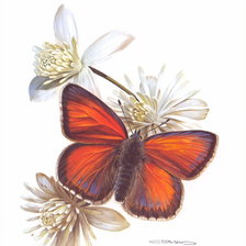 Cross stitch pattern: #978677