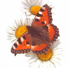 Cross stitch pattern: #978686