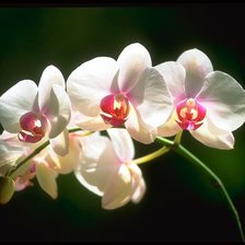 Cross stitch pattern: #981600