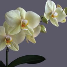 Cross stitch pattern: #984070