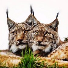 Cross stitch pattern: #986864
