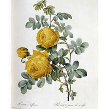 Cross stitch pattern: #988024