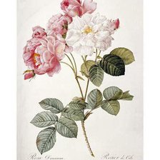 Cross stitch pattern: #988025