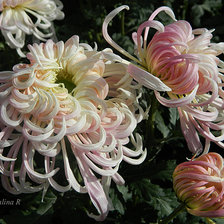 Cross stitch pattern: #988107