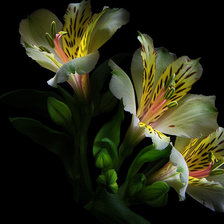 Cross stitch pattern: #989400