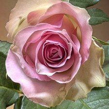 Cross stitch pattern: #992475