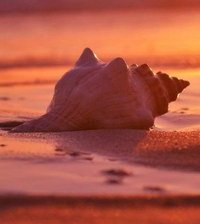 Cross stitch pattern: #992787